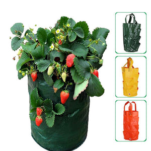 Garden Strawberry Grow Bag